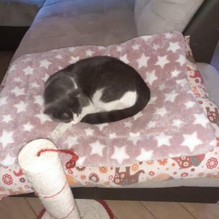 Апартаменты The Awesome House With The Bomber Cat Луго Экстерьер фото